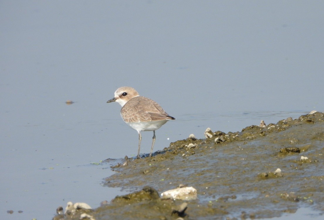 Chorlitejo Patinegro - ML646646002