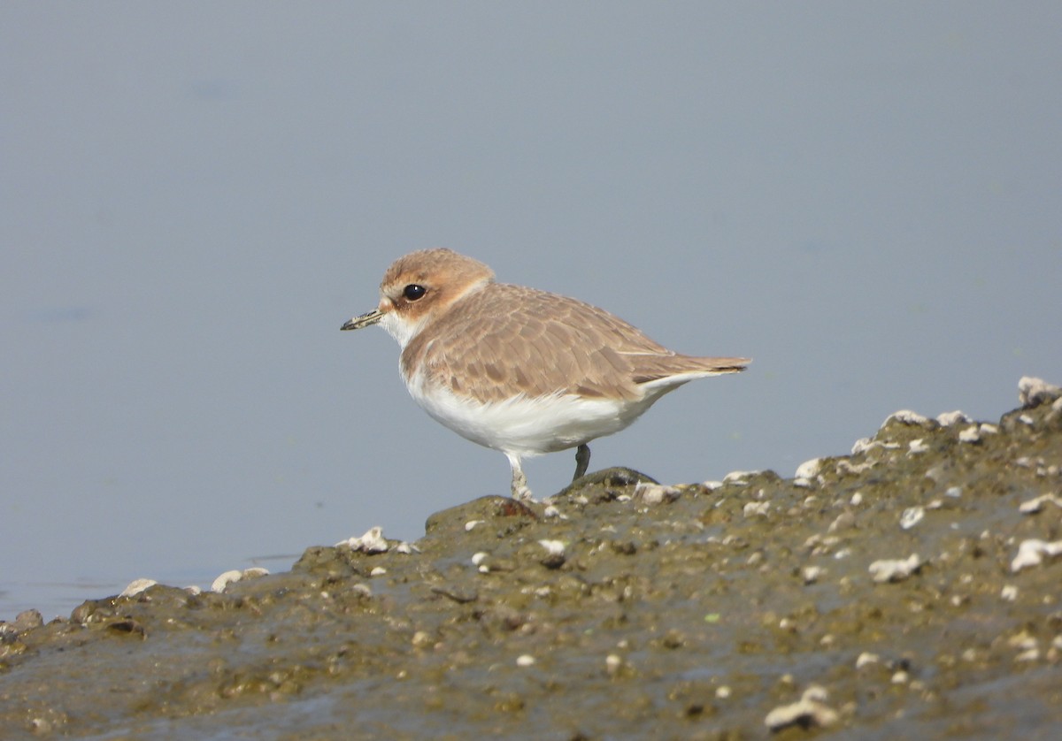 Chorlitejo Patinegro - ML646646003