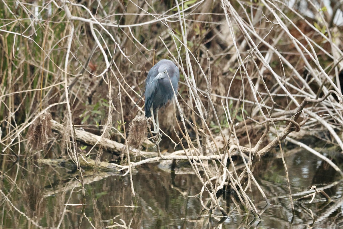 ヒメアカクロサギ - ML646646004