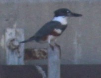 Martin handi iparramerikarra - ML646646005