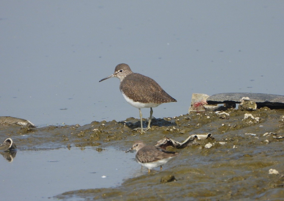Andarríos Grande - ML646646006