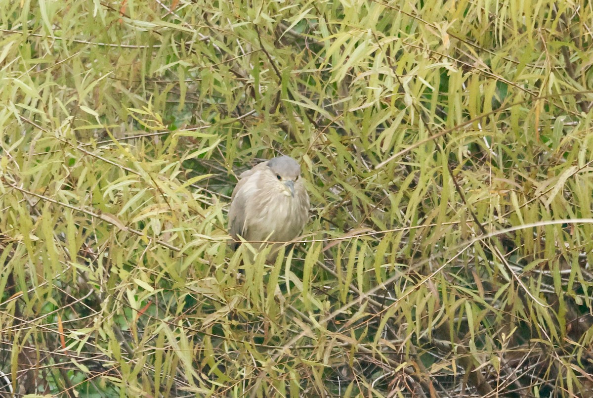 ゴイサギ - ML646646007