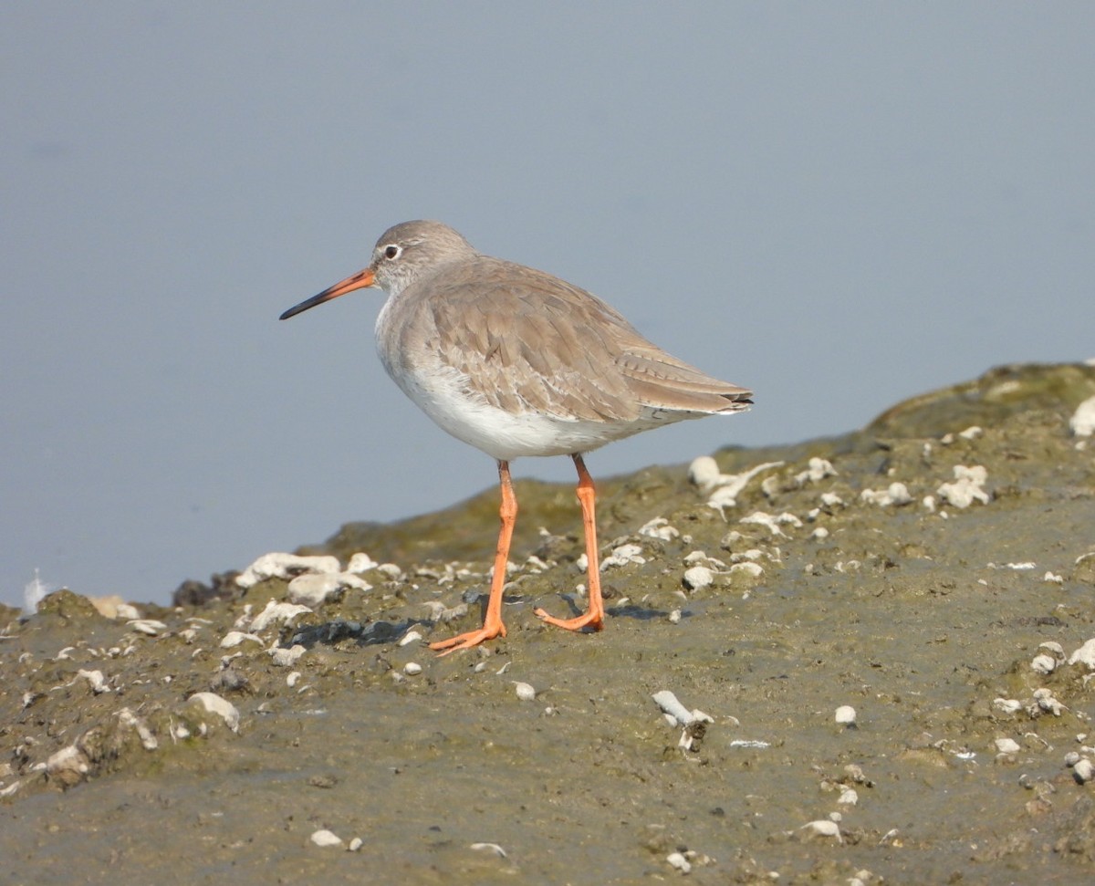 Archibebe Común - ML646646014