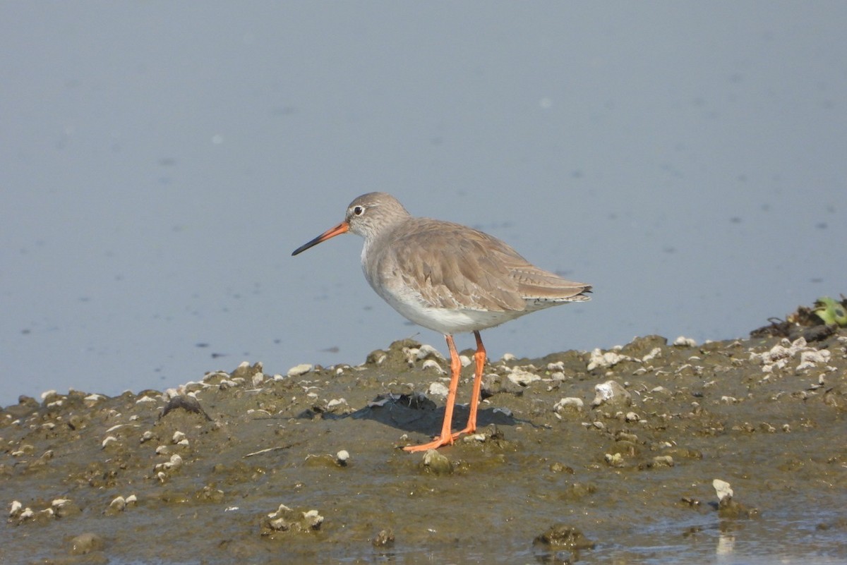 Archibebe Común - ML646646015