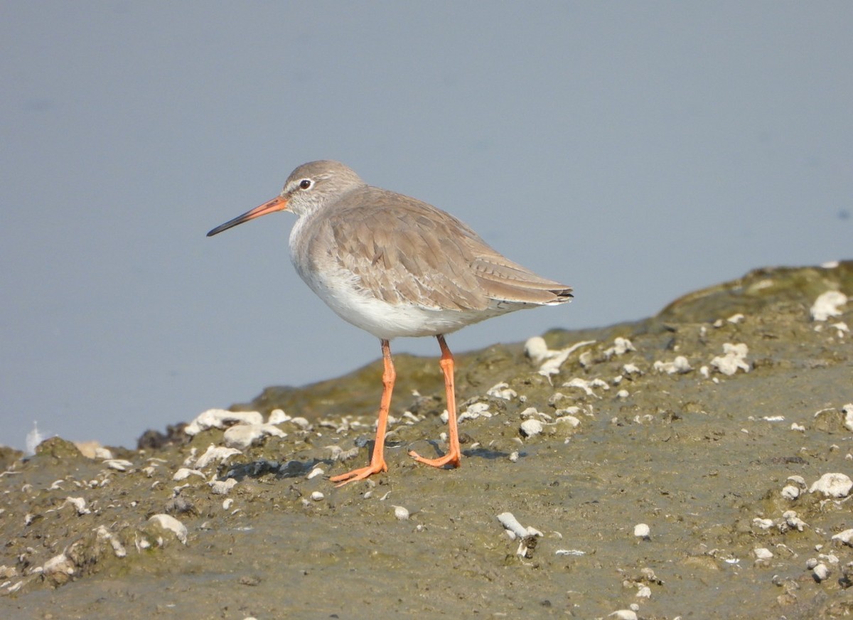 Archibebe Común - ML646646016