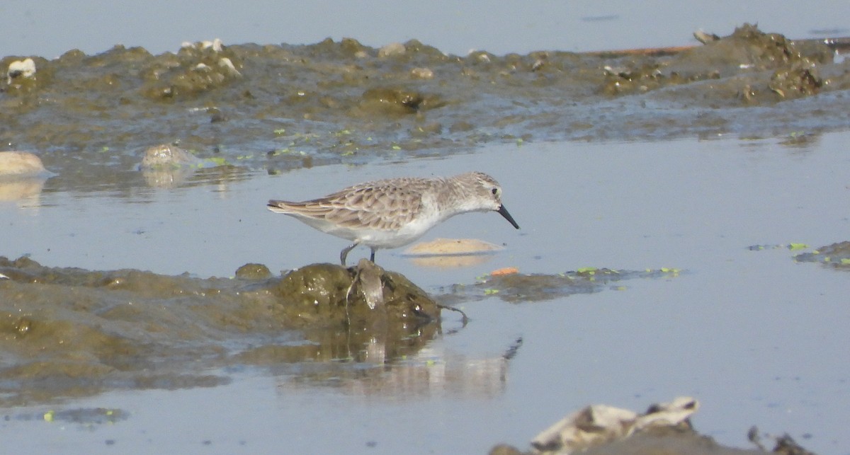 Correlimos Menudo - ML646646018