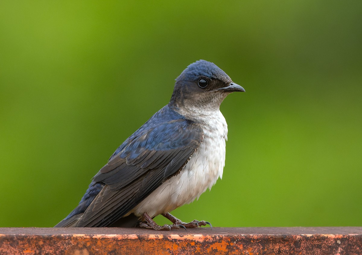 Gray-breasted Martin - ML646646020