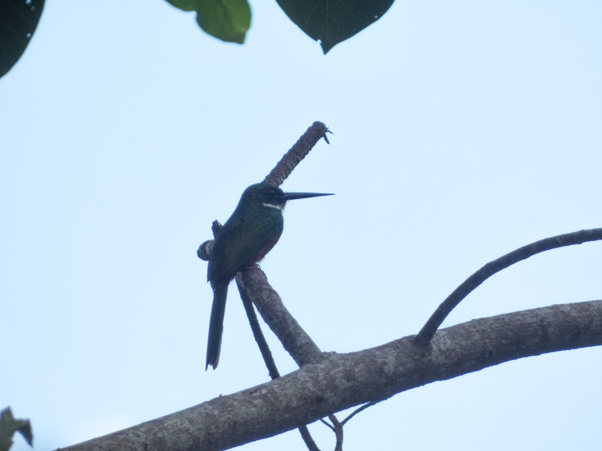 Rufous-tailed Jacamar - ML646646021