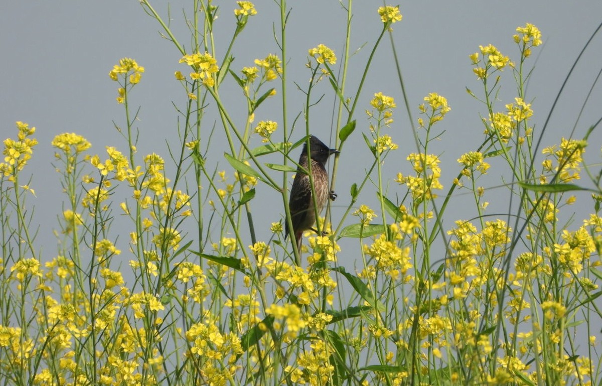 Bulbul Cafre - ML646646026