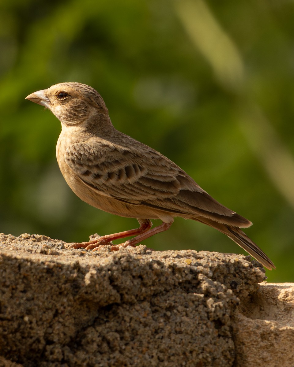 Ashy-crowned Sparrow-Lark - ML646646027