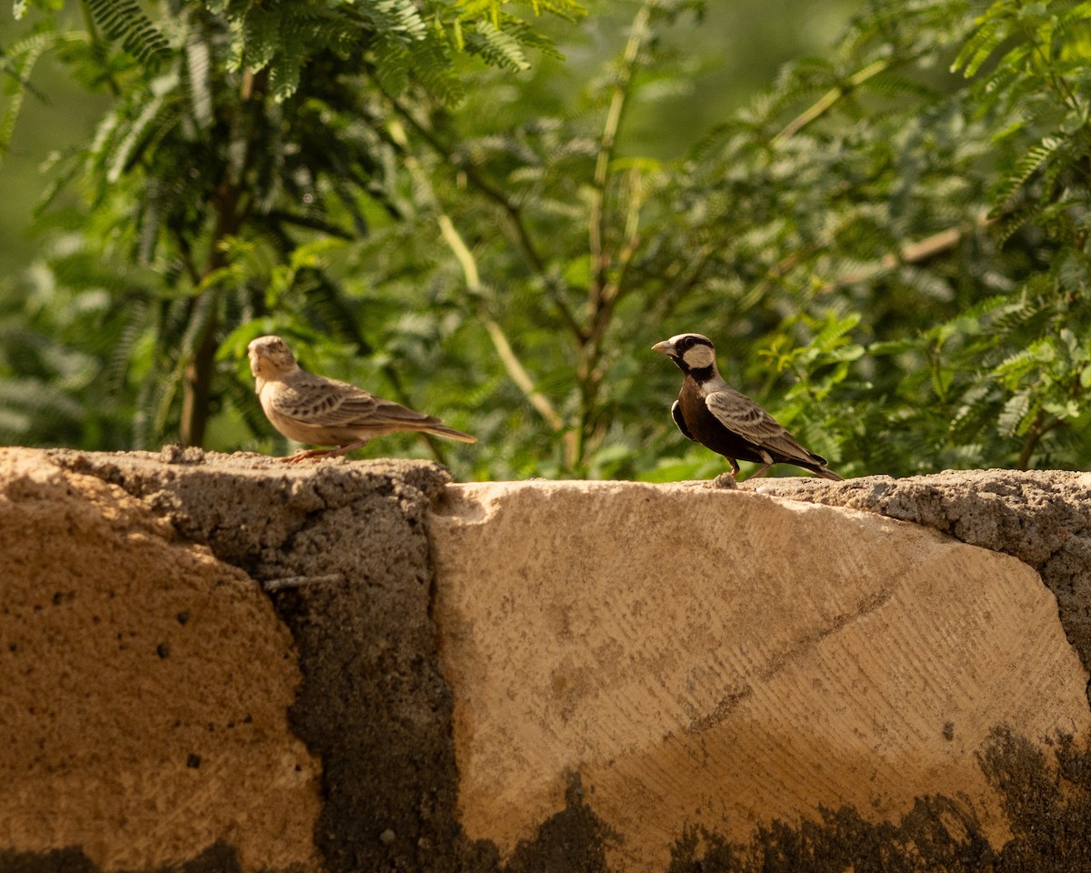 Ashy-crowned Sparrow-Lark - ML646646028