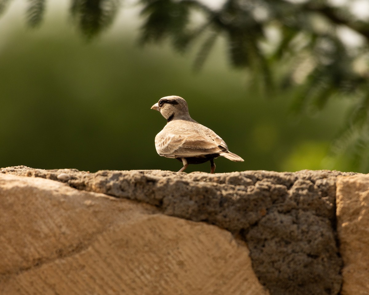 Ashy-crowned Sparrow-Lark - ML646646029