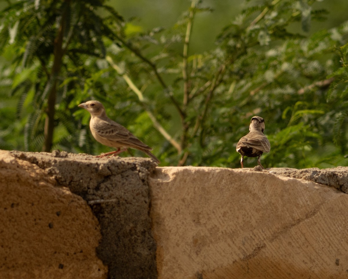 Ashy-crowned Sparrow-Lark - ML646646030