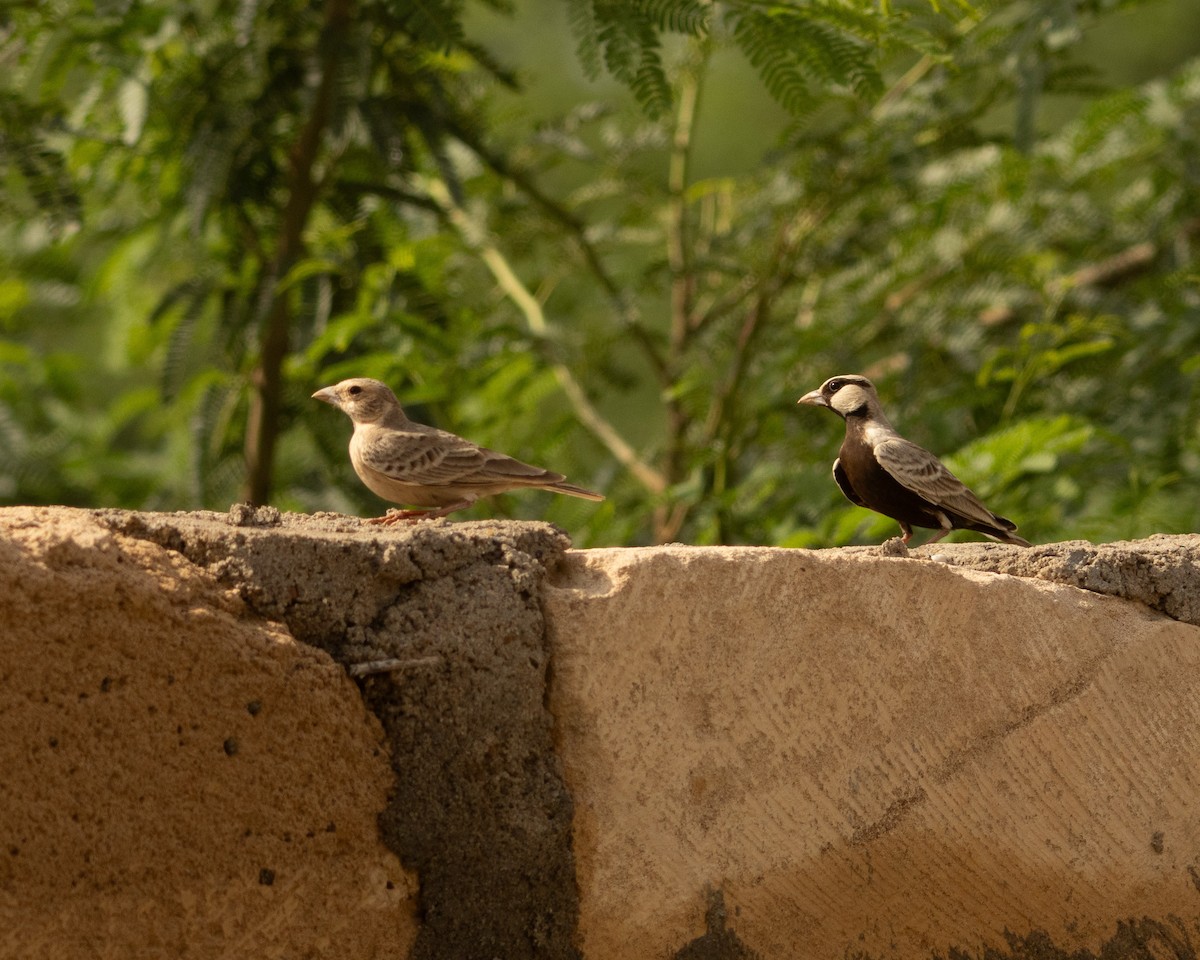 Ashy-crowned Sparrow-Lark - ML646646031