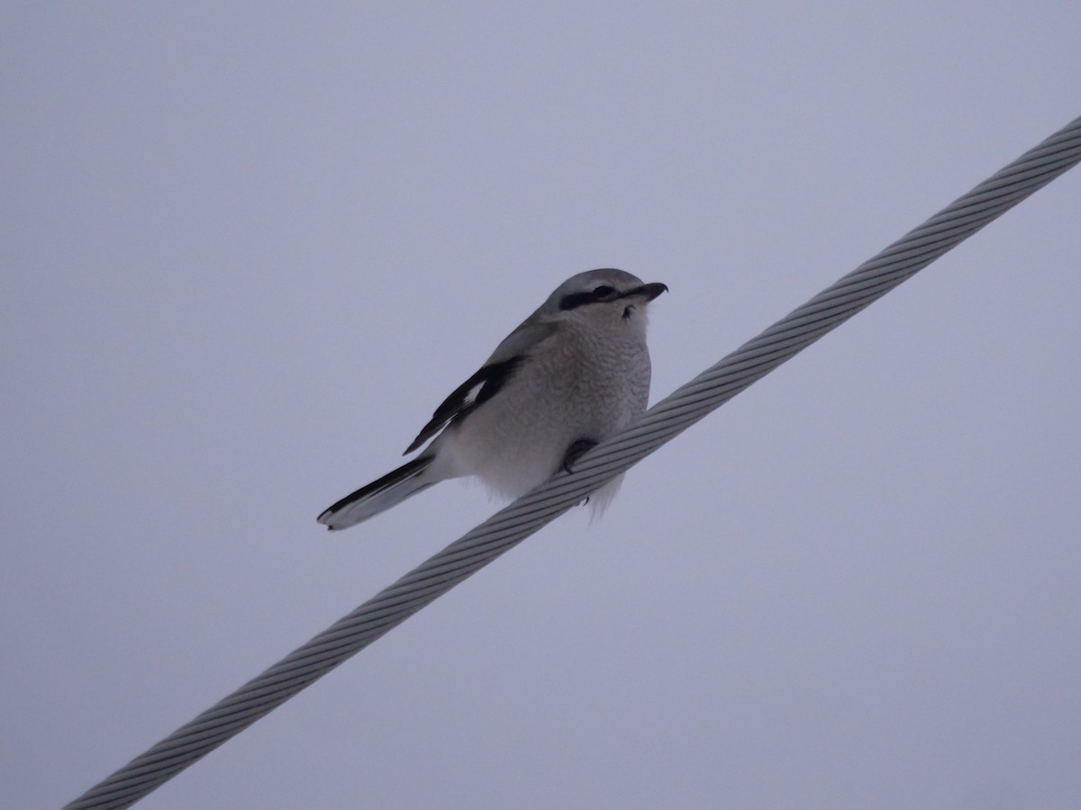 Northern Shrike - ML646646032