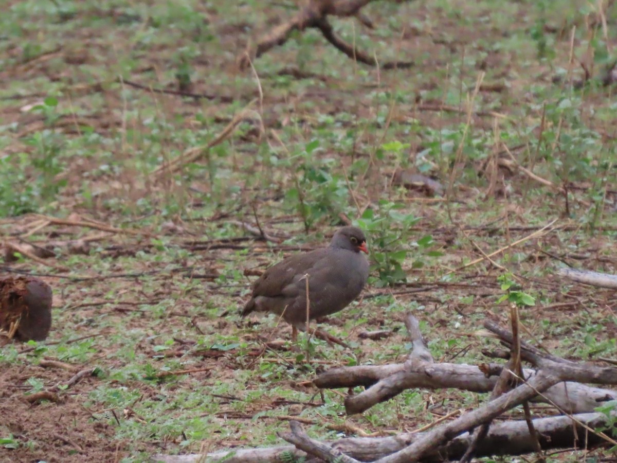 Red-billed Spurfowl - ML646646035