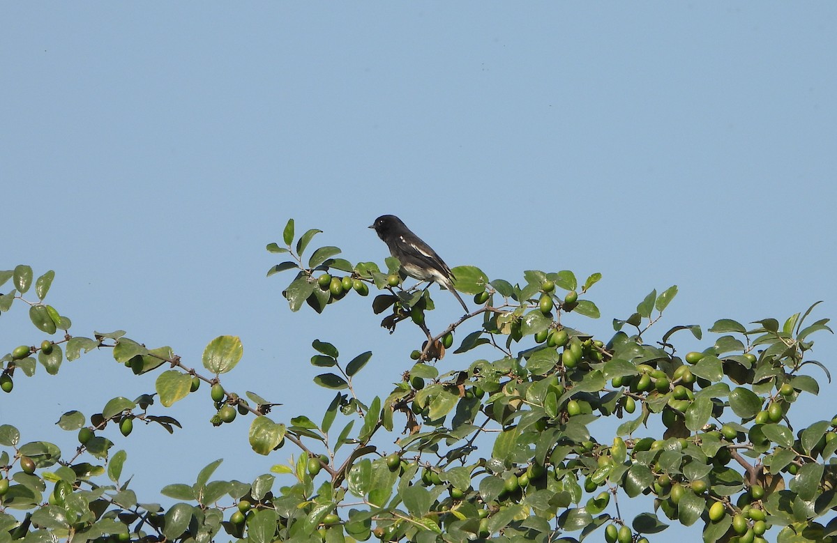 Tarabilla Pía - ML646646036