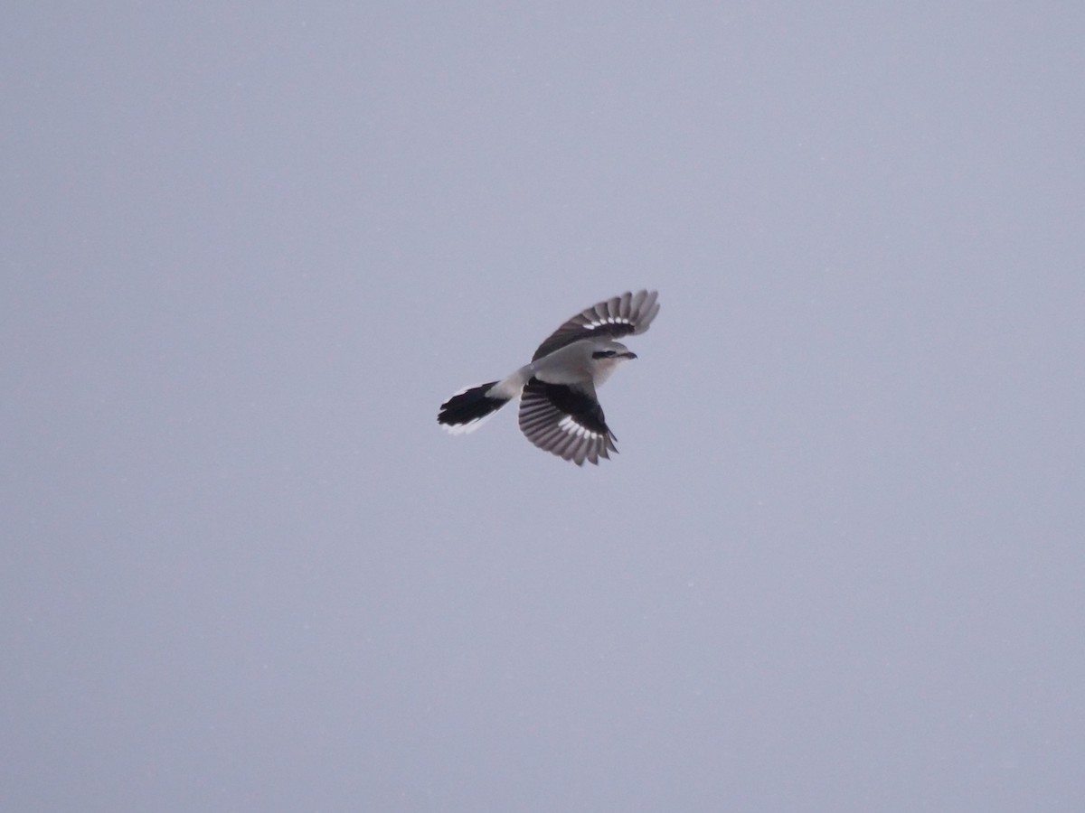 Northern Shrike - ML646646041