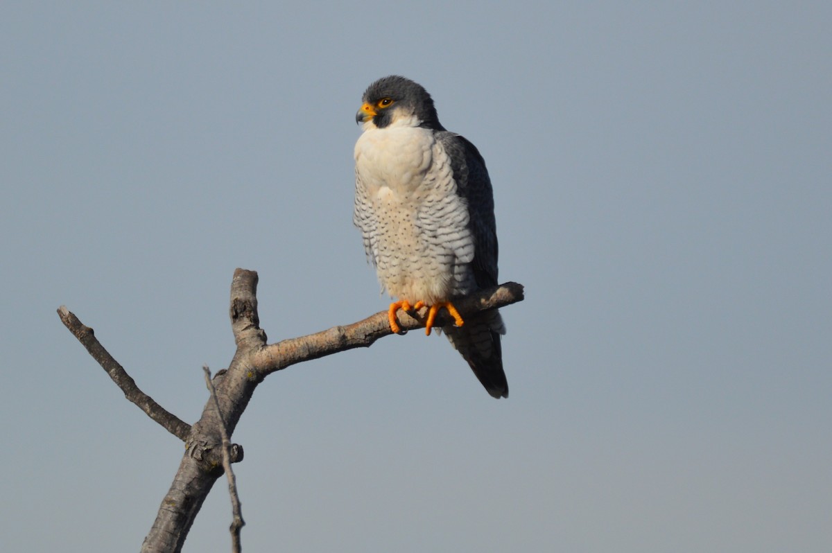 遊隼 - ML646646042