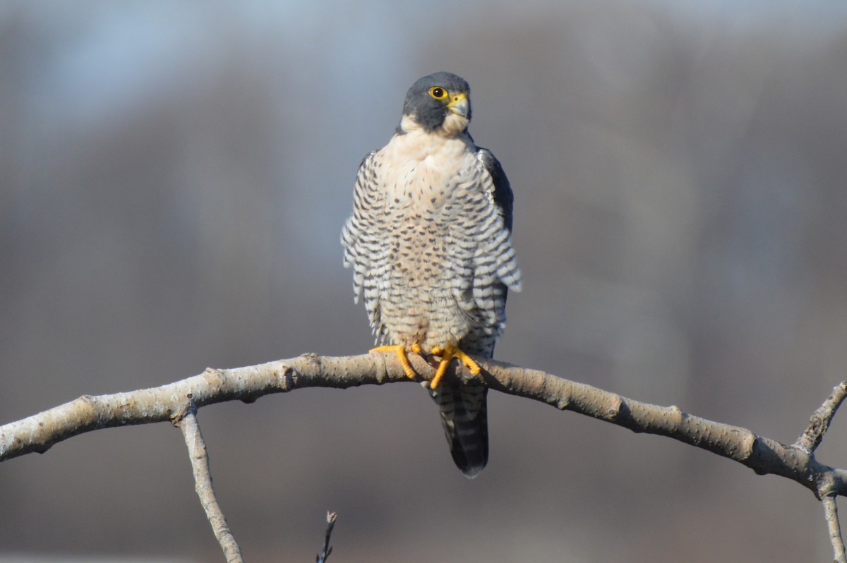 遊隼 - ML646646043