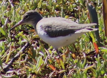 Kuliska orbanduna - ML646646044