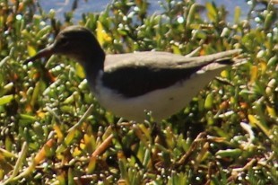 Kuliska orbanduna - ML646646045