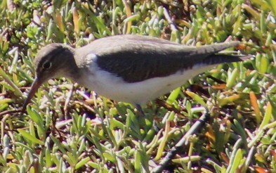 Kuliska orbanduna - ML646646046