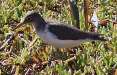 Kuliska orbanduna - ML646646047