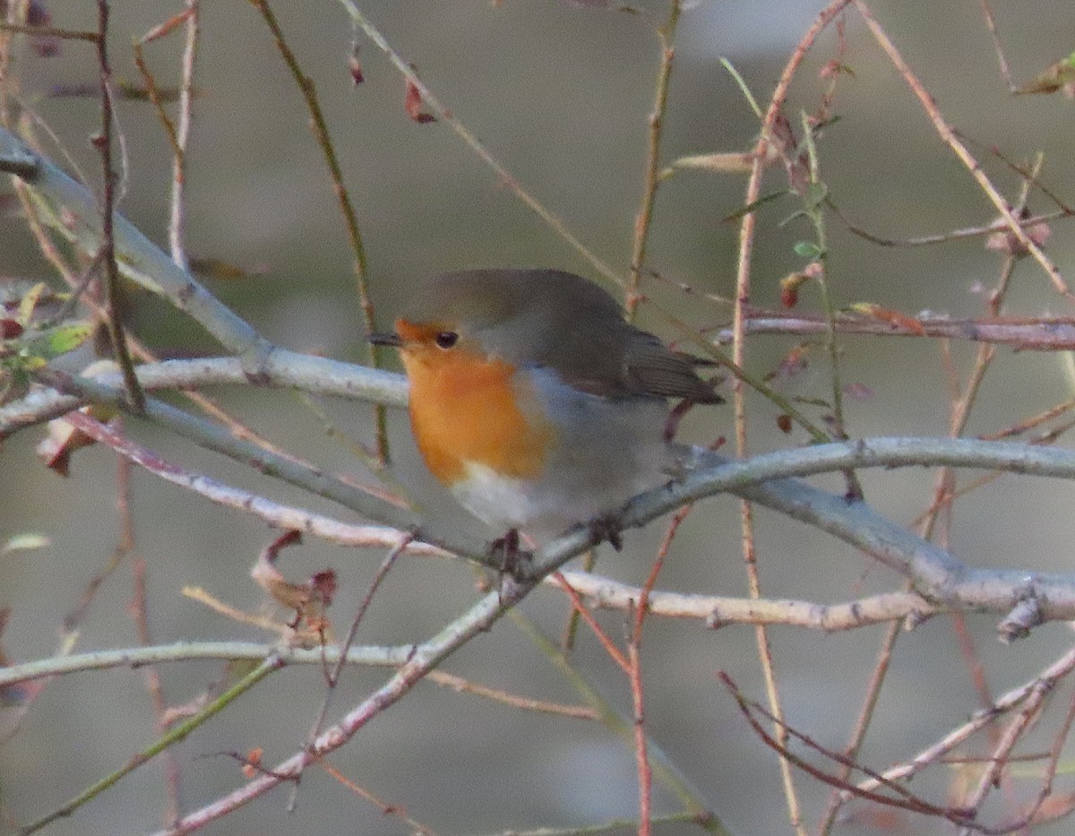 Өрнийн зээрд омруут - ML646646049