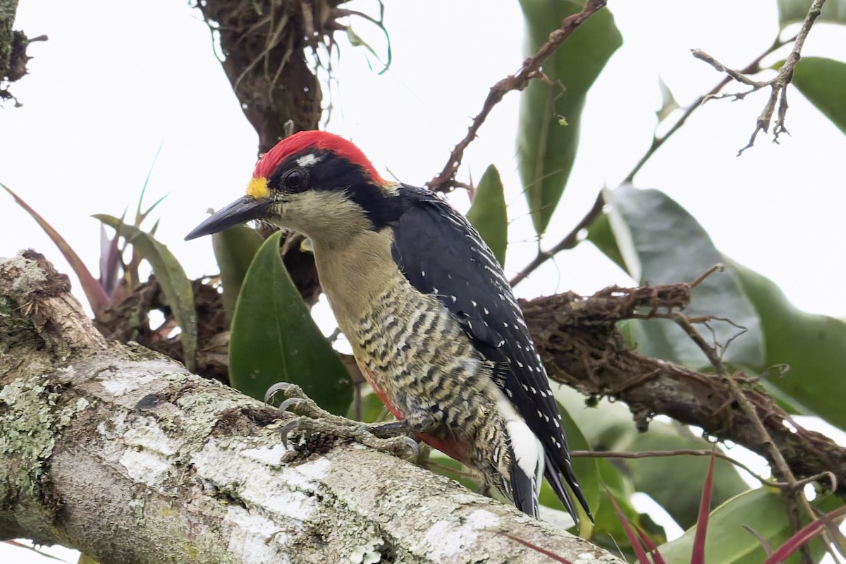 Black-cheeked Woodpecker - ML646646050