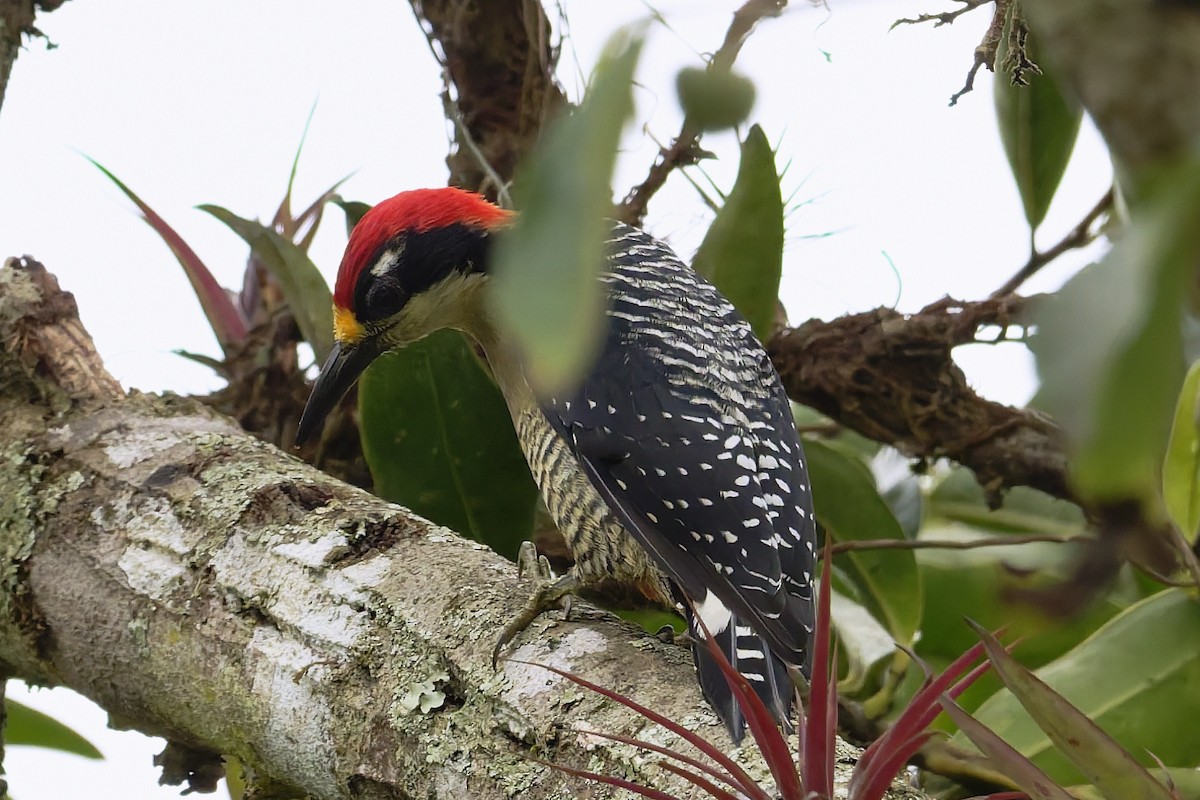 Black-cheeked Woodpecker - ML646646051