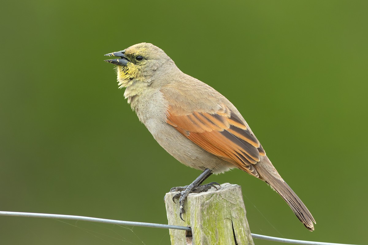 Grayish Baywing - ML646646053