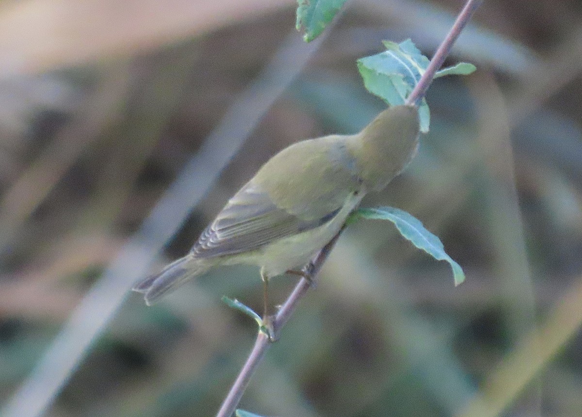 Урианхайн дууч шувуу - ML646646054