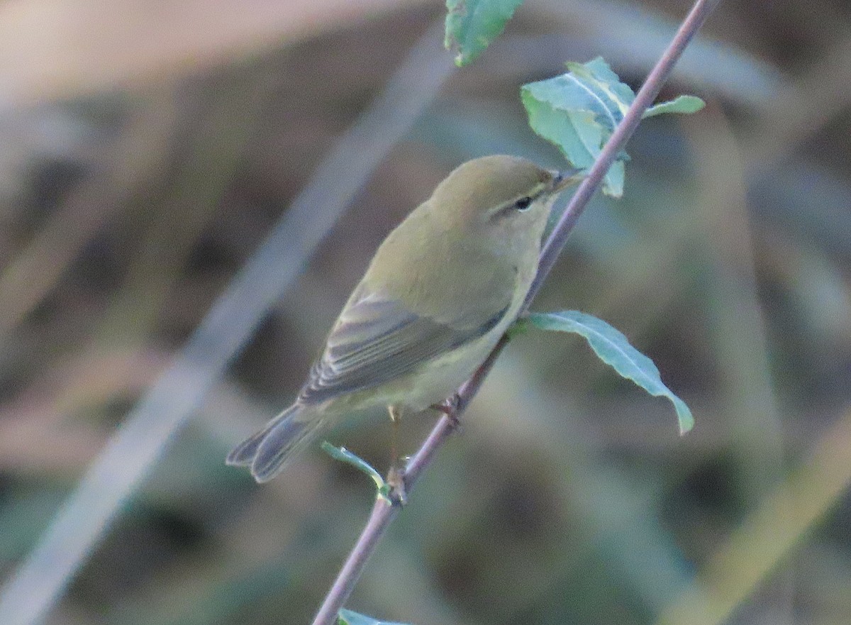 Урианхайн дууч шувуу - ML646646055