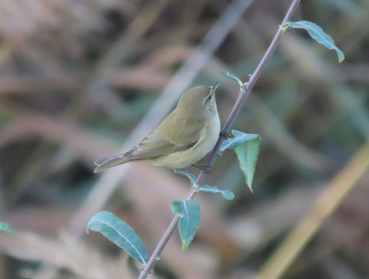 Урианхайн дууч шувуу - ML646646056