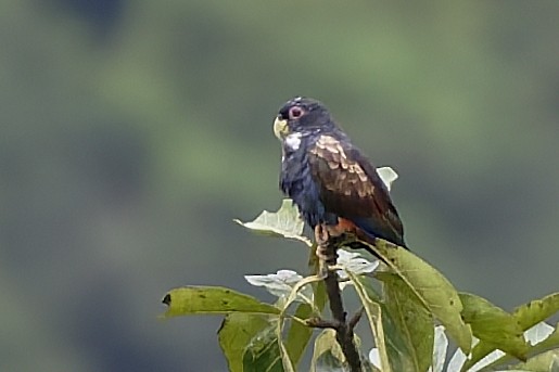 Bronze-winged Parrot - ML646646058
