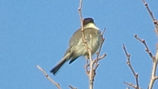 Eastern Phoebe - ML646646060