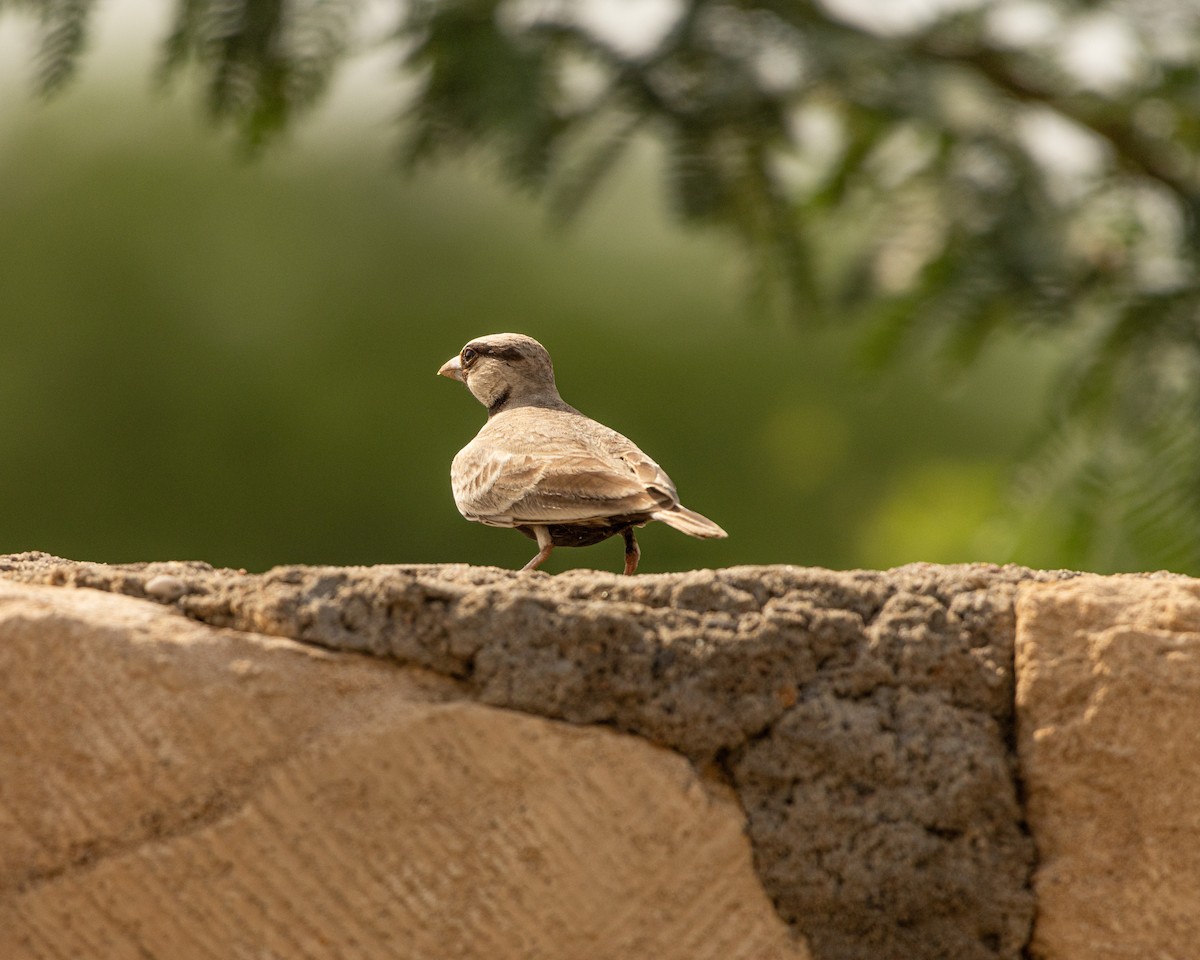 Ashy-crowned Sparrow-Lark - ML646646061