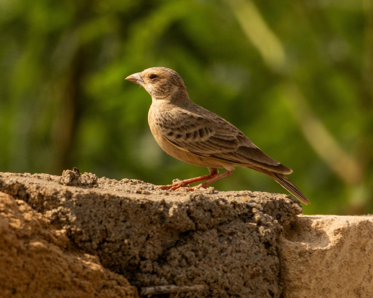 Ashy-crowned Sparrow-Lark - ML646646062