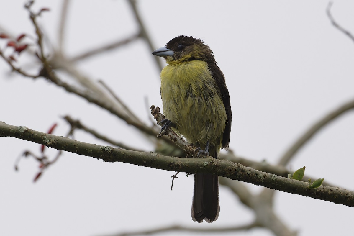 Flame-rumped Tanager - ML646646072