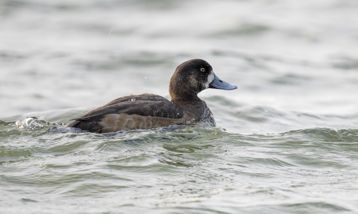 Тэнгисийн шумбуур - ML646646074