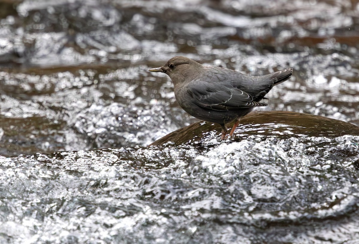 American Dipper - ML646646084