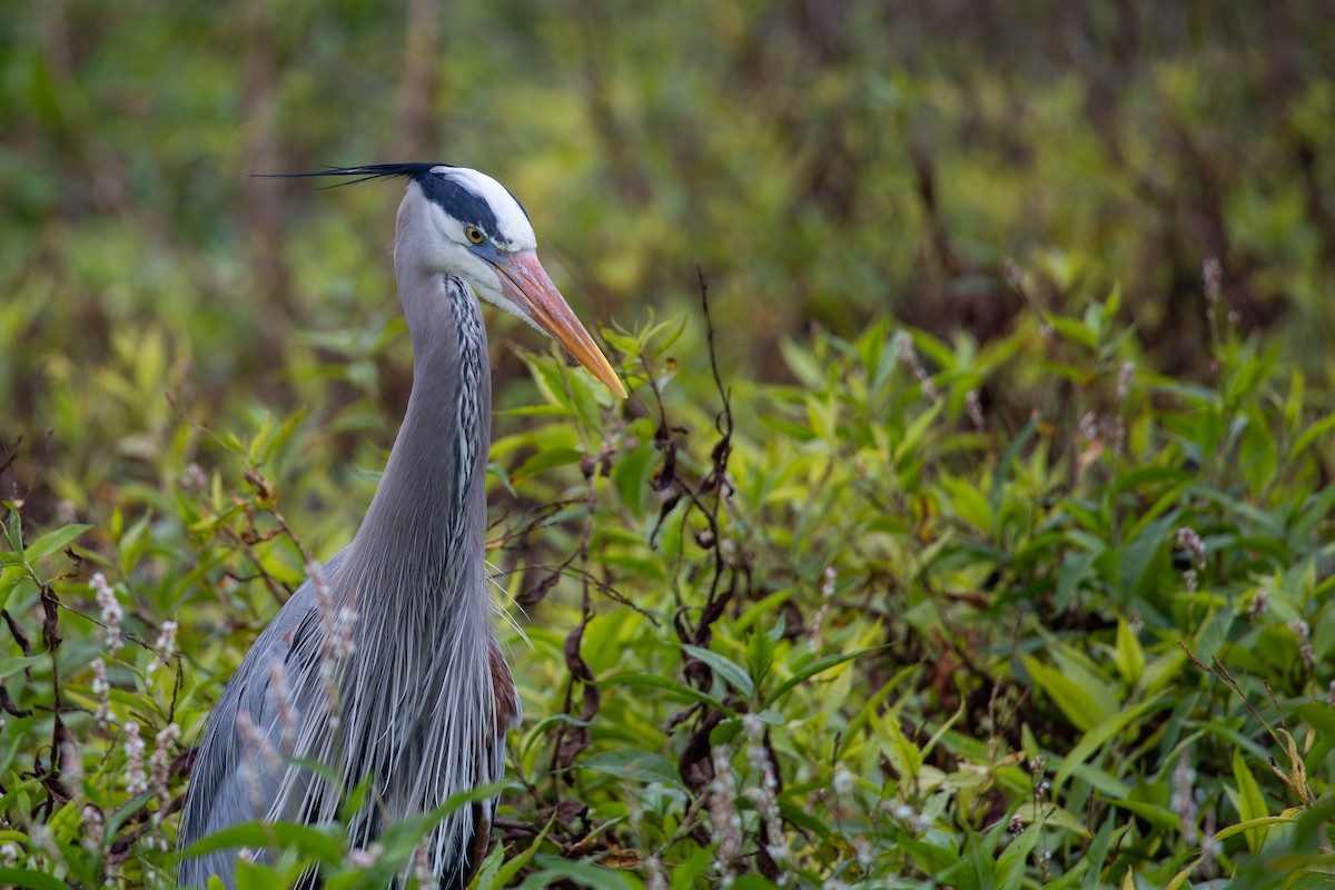 Great Blue Heron - ML646646086