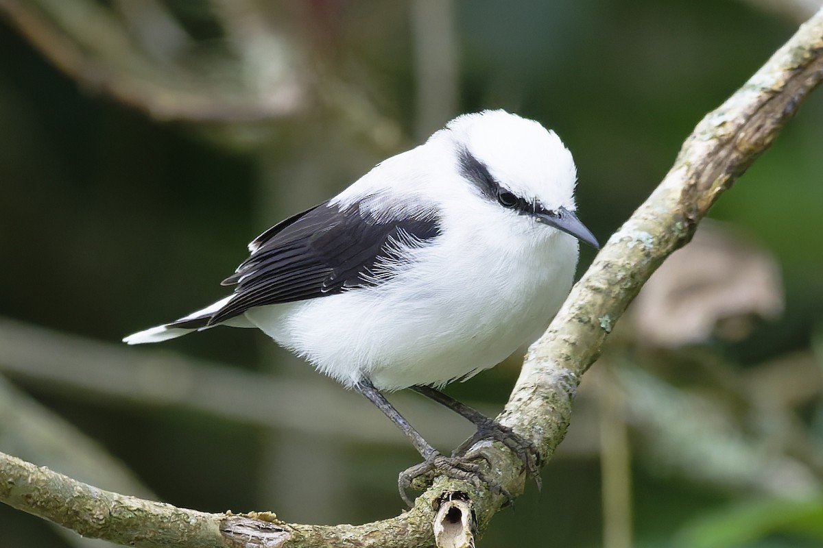 Masked Water-Tyrant - ML646646087