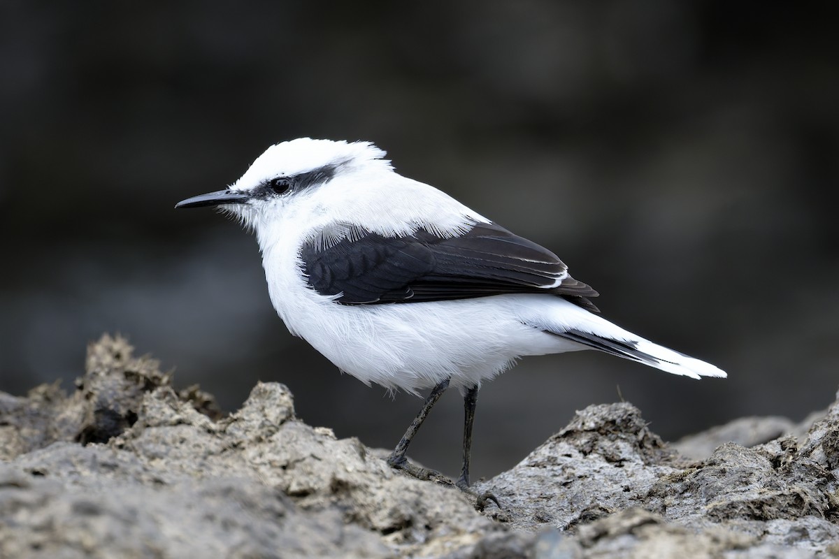 Masked Water-Tyrant - ML646646088