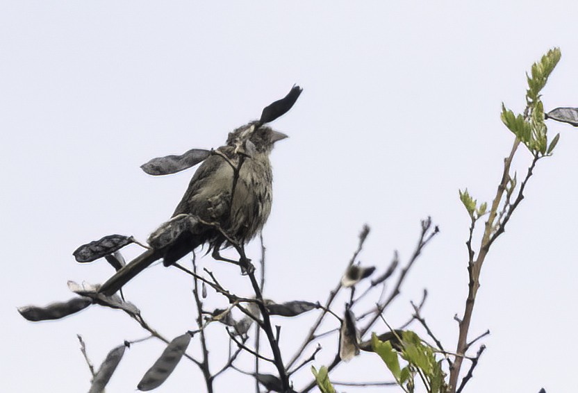 Serín Gris - ML646646089