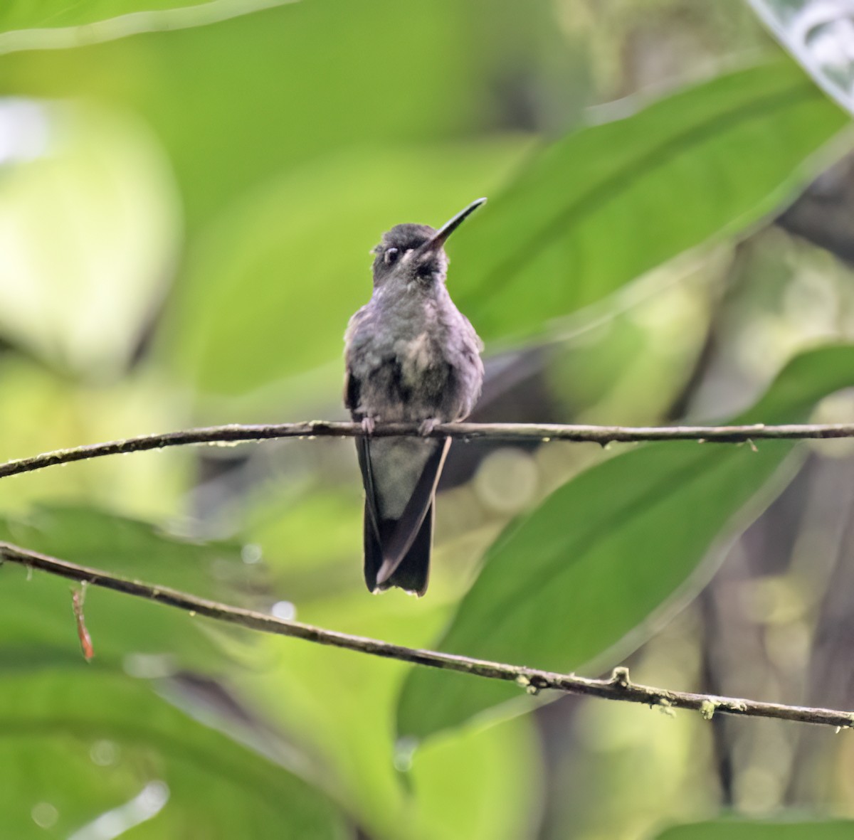 Pink-throated Brilliant - ML646646094