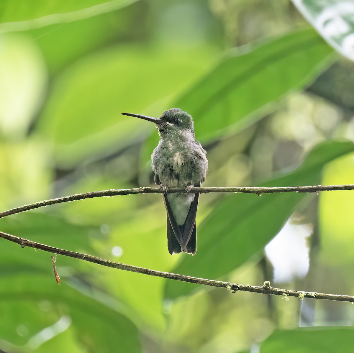 Pink-throated Brilliant - ML646646095