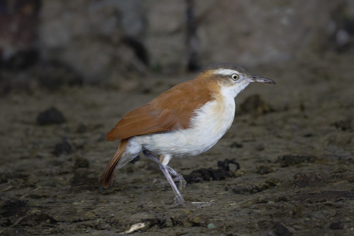 Pacific Hornero - ML646646096