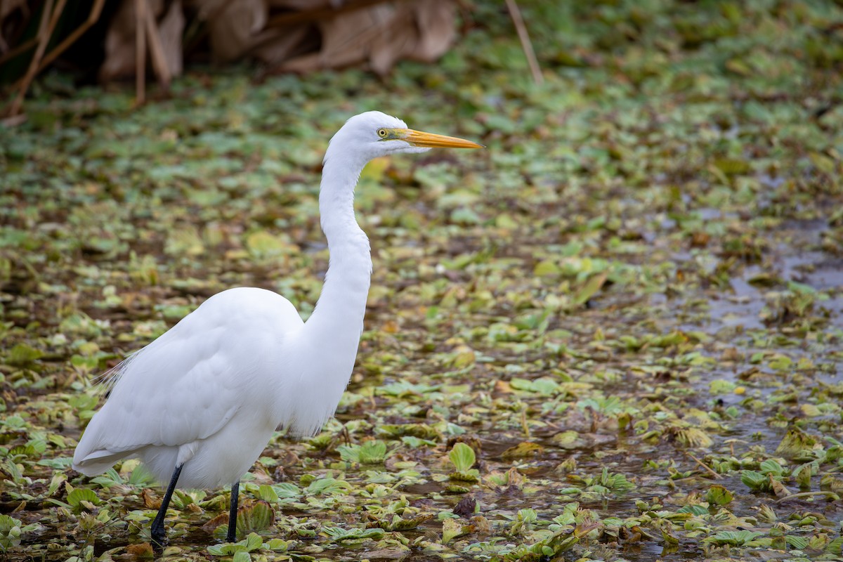 Great Egret - ML646646099